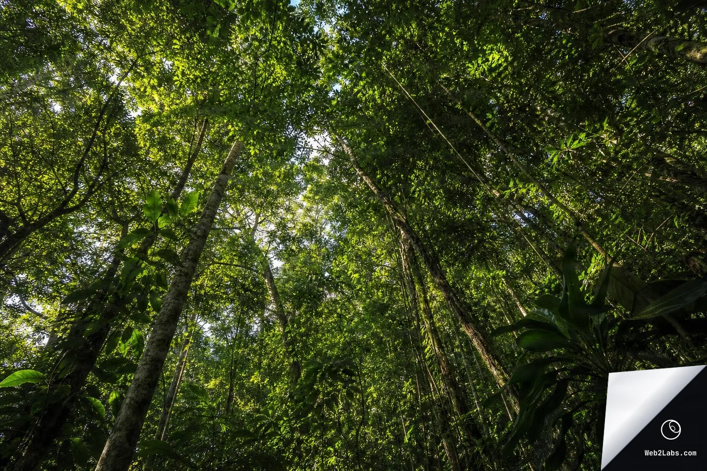 Looking up from the forest floor at a dense green rainforest canopy with tall trunks and sunlit leaves against patches of bright sky.