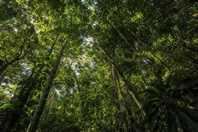 Low-Angle Rainforest Canopy View
