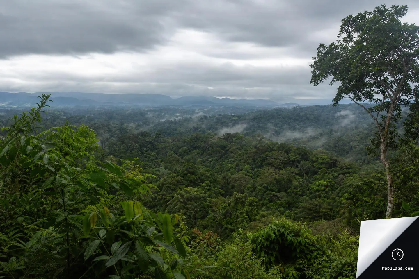 Wide landscape view of a lush rainforest canopy stretching to distant mountains under heavy gray clouds, with mist rising from the treetops and leafy plants in the foreground.