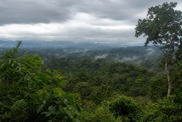 Misty Rainforest Canopy Panorama
