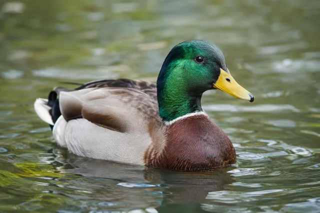 Mallard Drake Close-Up on Water