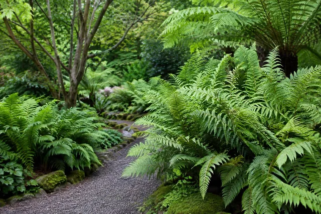 Lush Fern Garden Path