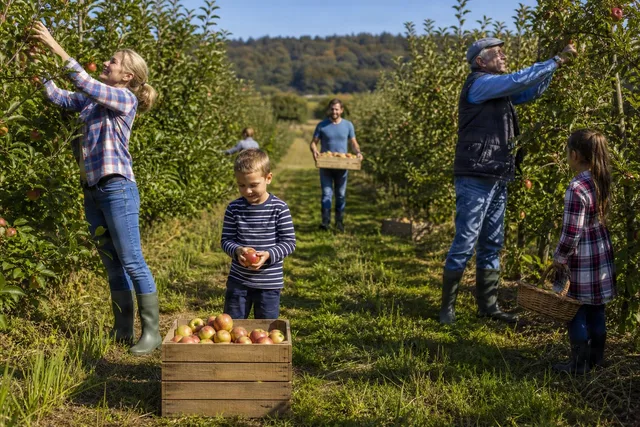 Family Picking Apples in Orchard