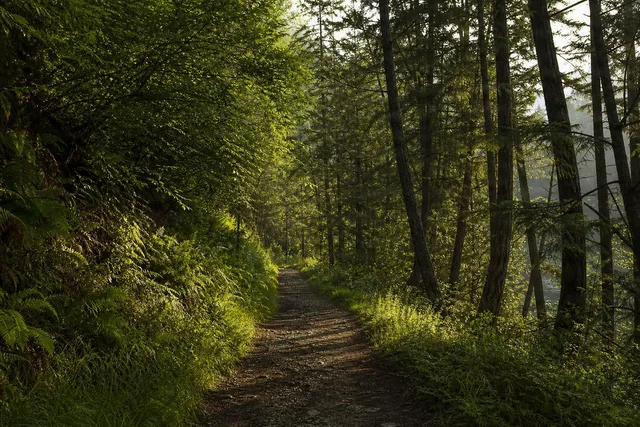 Sunlit Forest Path Side Light