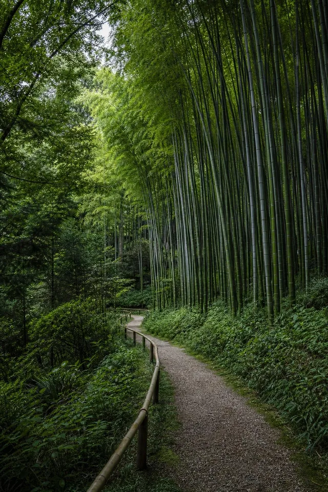 Forest Path Through Bamboo Grove