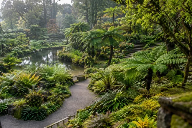 Elevated View of Fern Garden Path