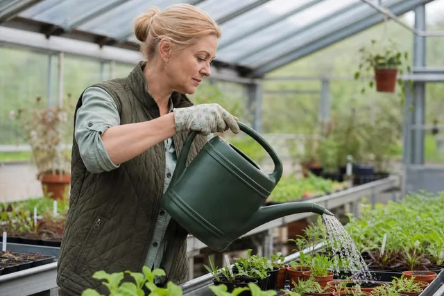 Woman Watering Seedlings in Greenhouse