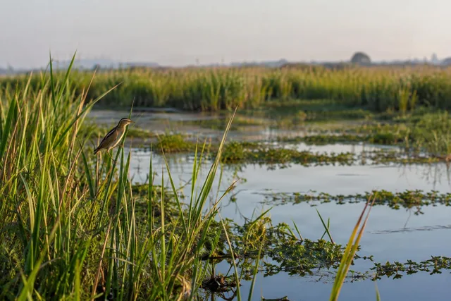 Marsh Bird in Reeds