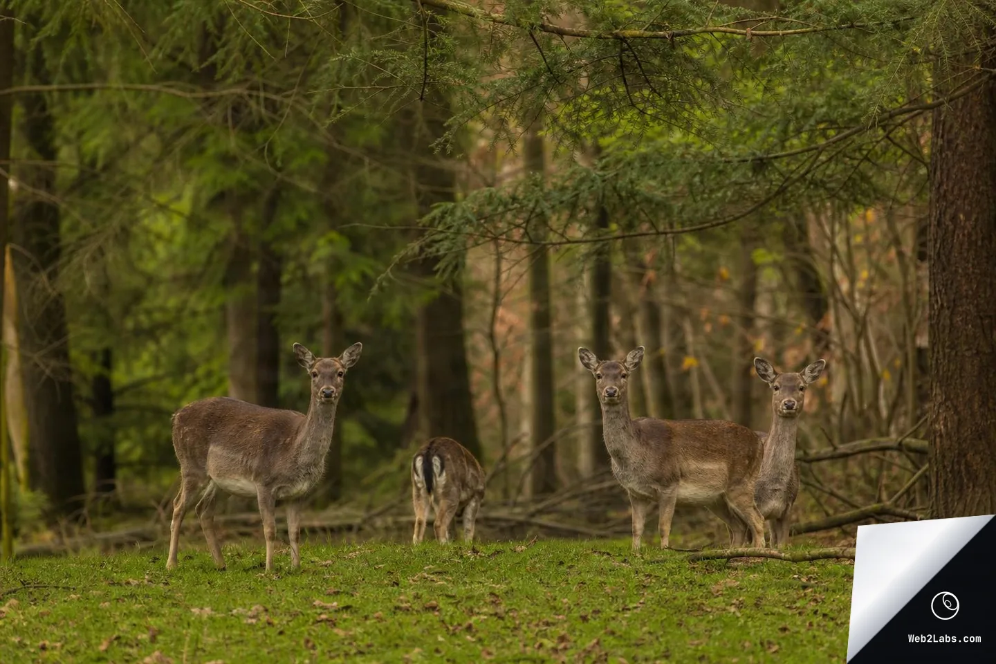 Three deer stand on a grassy forest floor in a woodland clearing, looking toward the camera with trees and branches in the background.