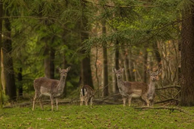 Three Deer in Woodland Clearing