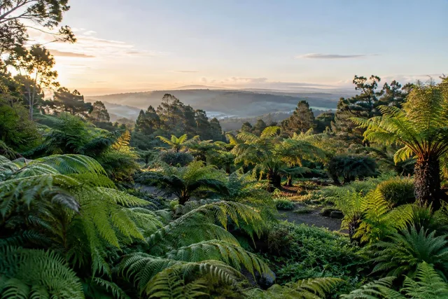 Sunrise Fern Garden Overlook