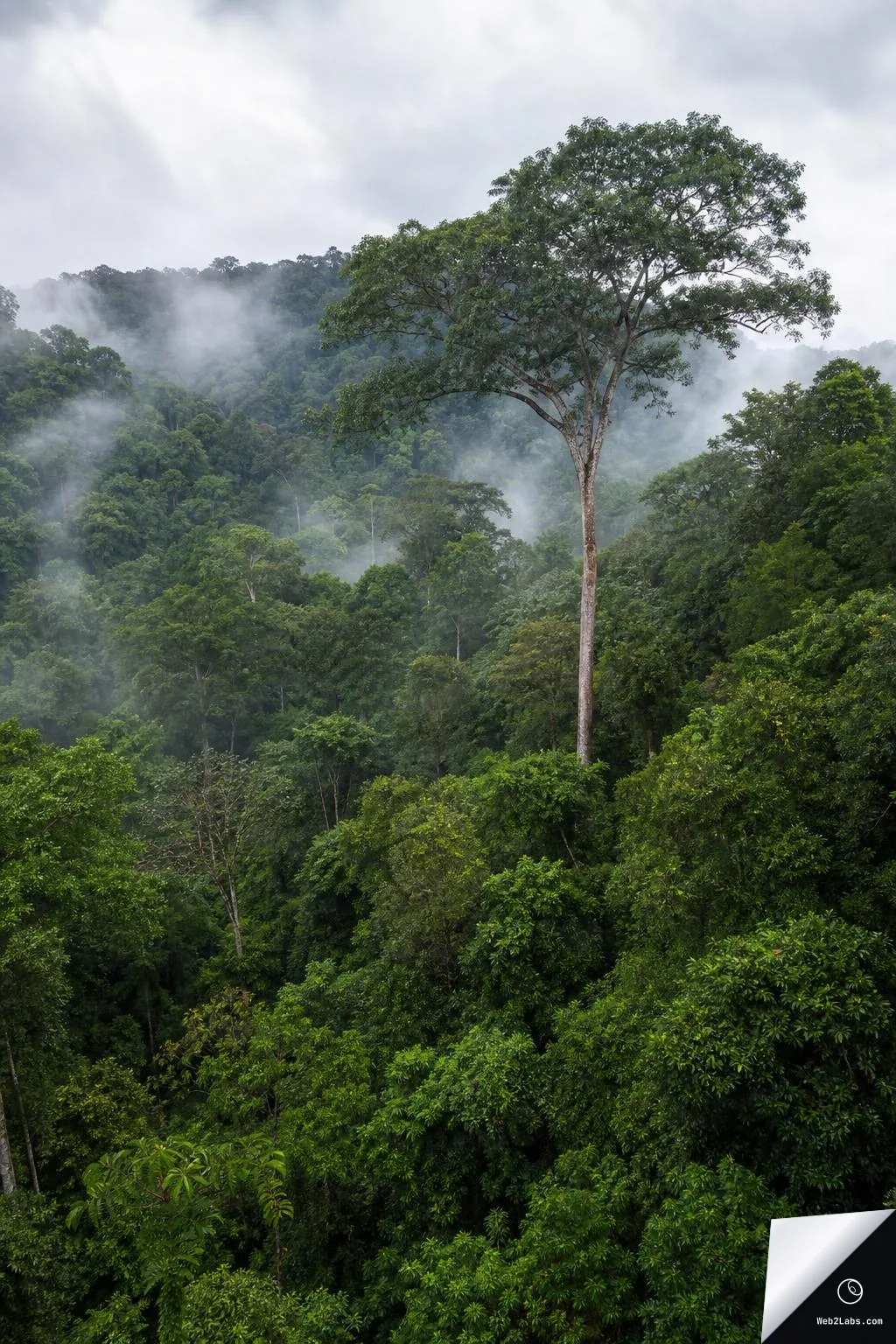 Tall emergent tree standing above dense tropical rainforest canopy with low mist and cloudy sky in a vertical frame.