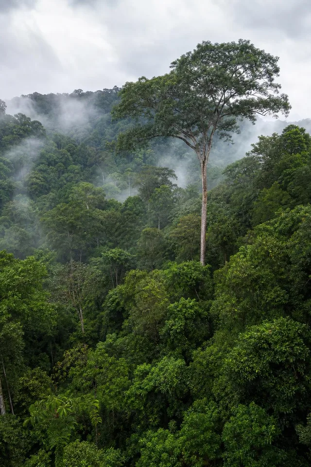 Emergent Tree Above Rainforest Canopy