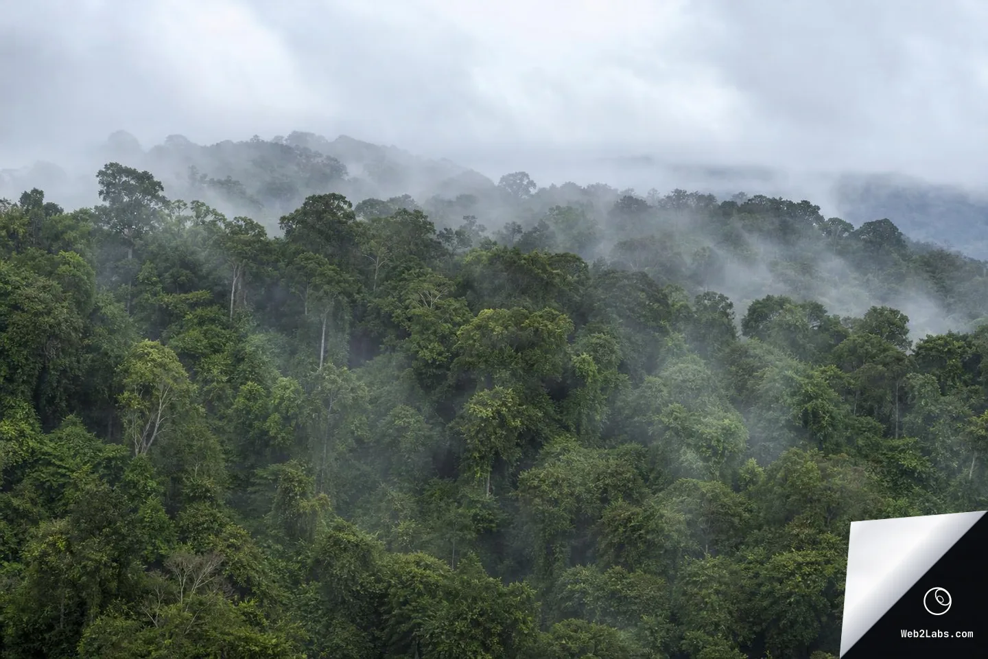Wide view of dense green rainforest canopy covering hills with drifting mist and low cloud under an overcast sky.