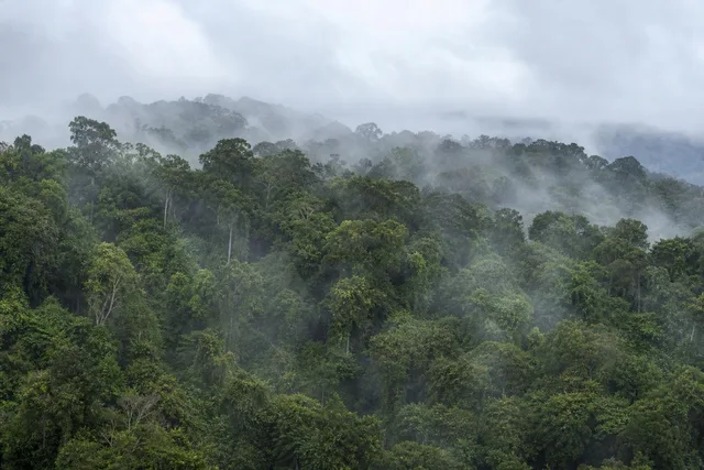 Misty Rainforest Canopy Layers