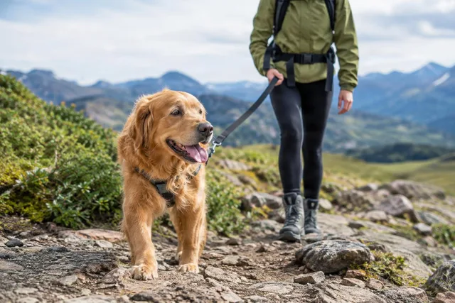 Golden Retriever Hiking on Leash