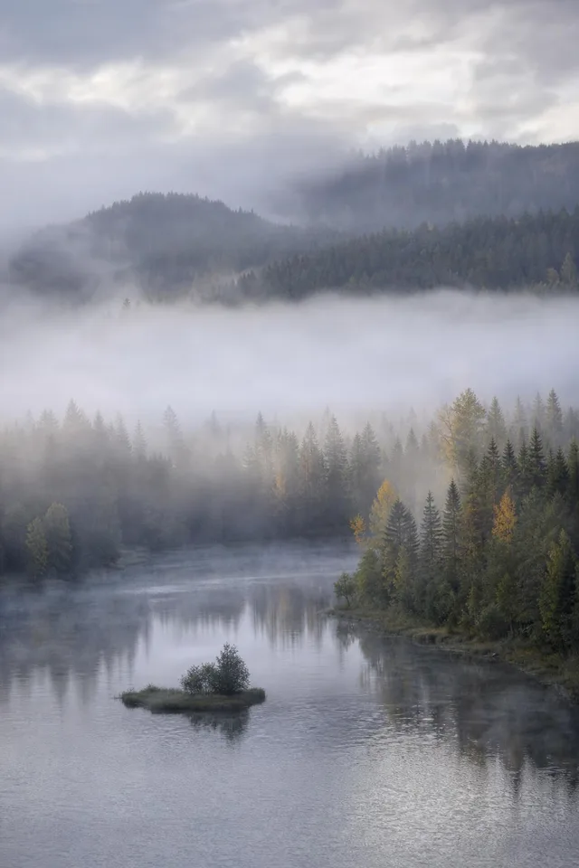 Foggy Forest Lake Morning