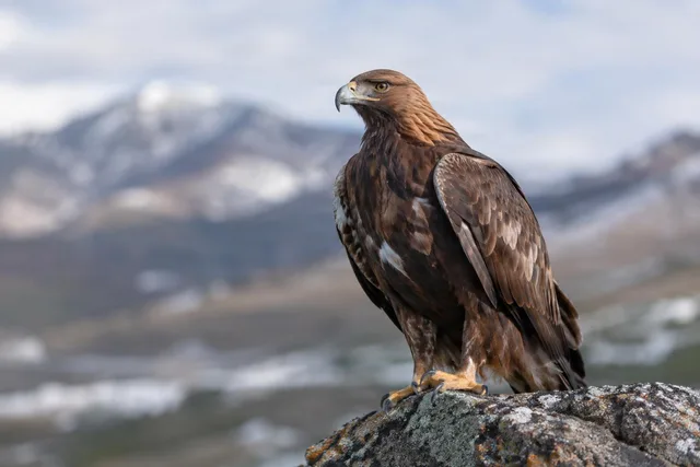 Golden Eagle Listening on Rock
