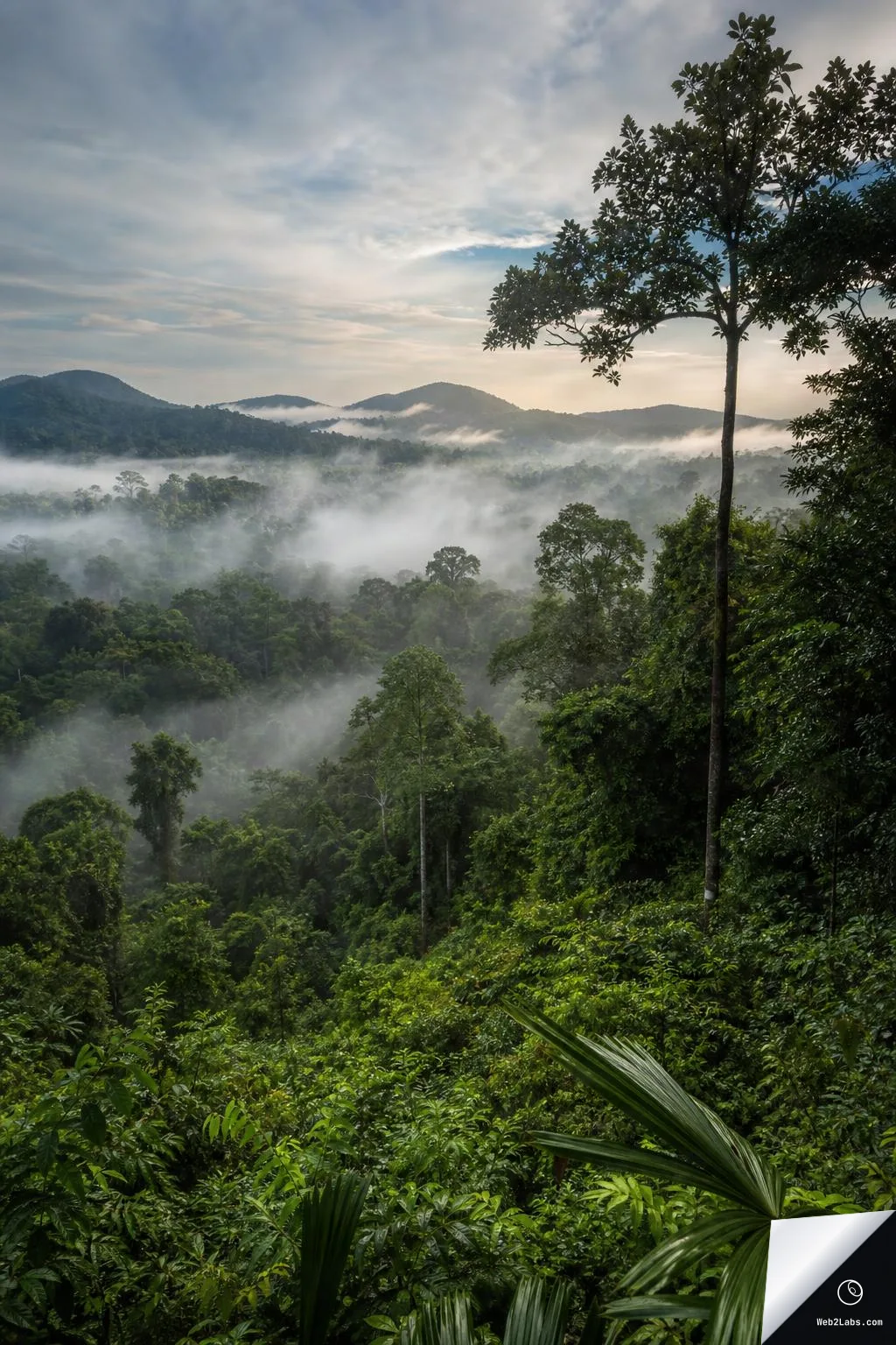 Vertical photo of a lush rainforest canopy stretching into distant hills, with low fog and mist layers above the treetops under a partly cloudy morning sky; a tall tree stands on the right edge in the foreground.