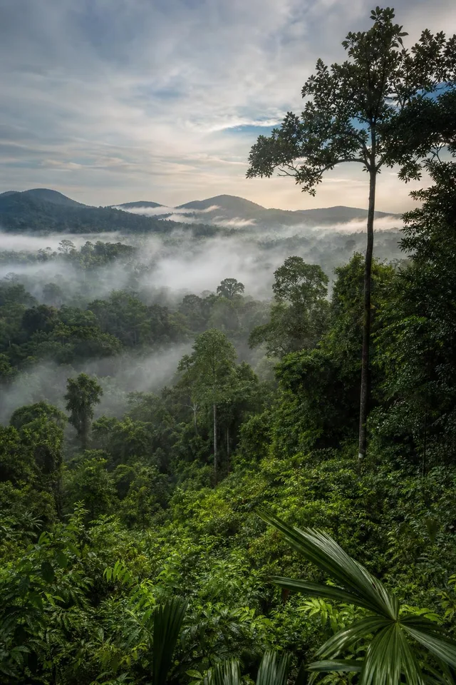 Misty Rainforest Canopy Valley