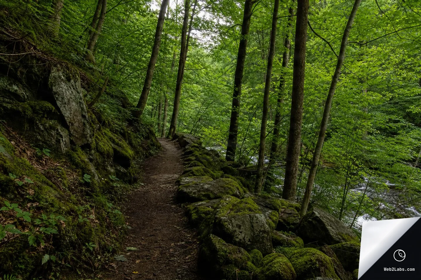 Dirt footpath winding through dense green forest, bordered by mossy rocks with a river visible on the right.