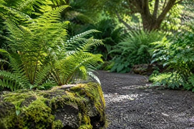 Fern Garden Pathway Foreground Rock