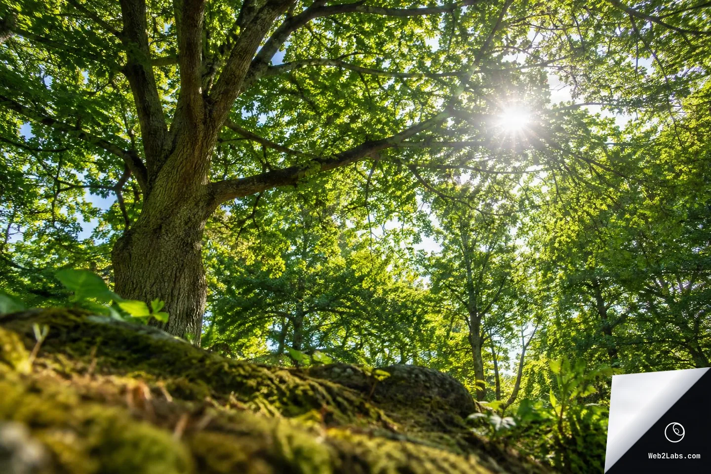 Low-angle view from a mossy forest floor looking up at leafy tree canopies with sunlight shining through the branches.