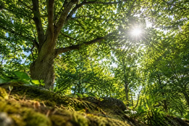 Sunlit Forest Canopy From Ground