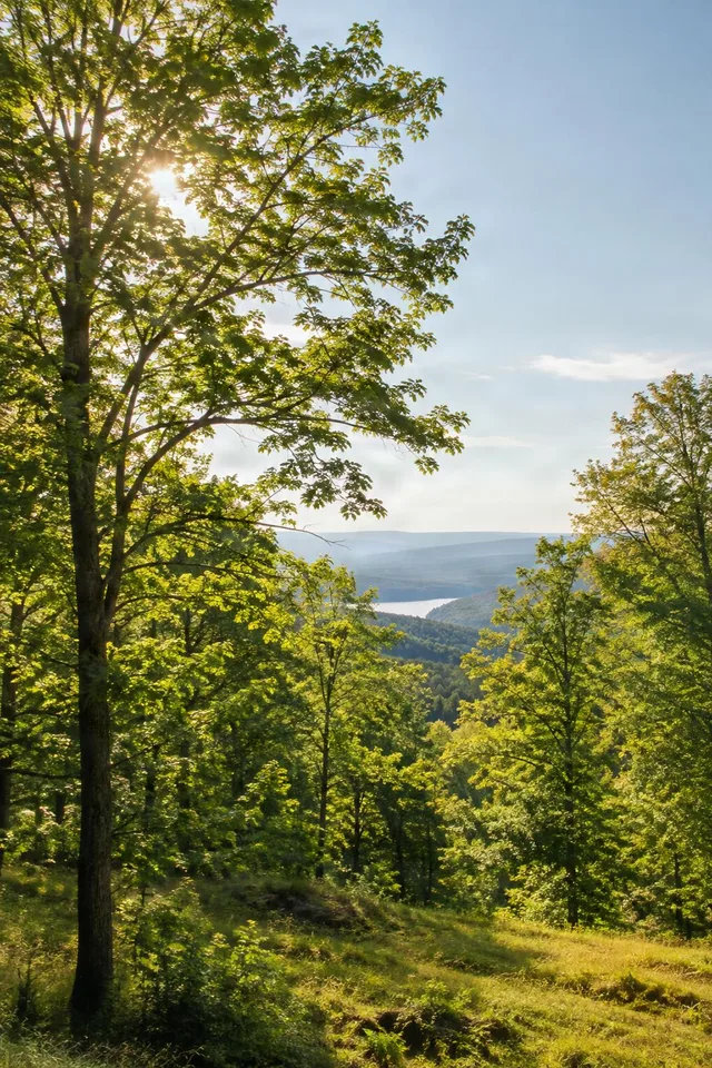 Sunlit Forest Canopy Overlook