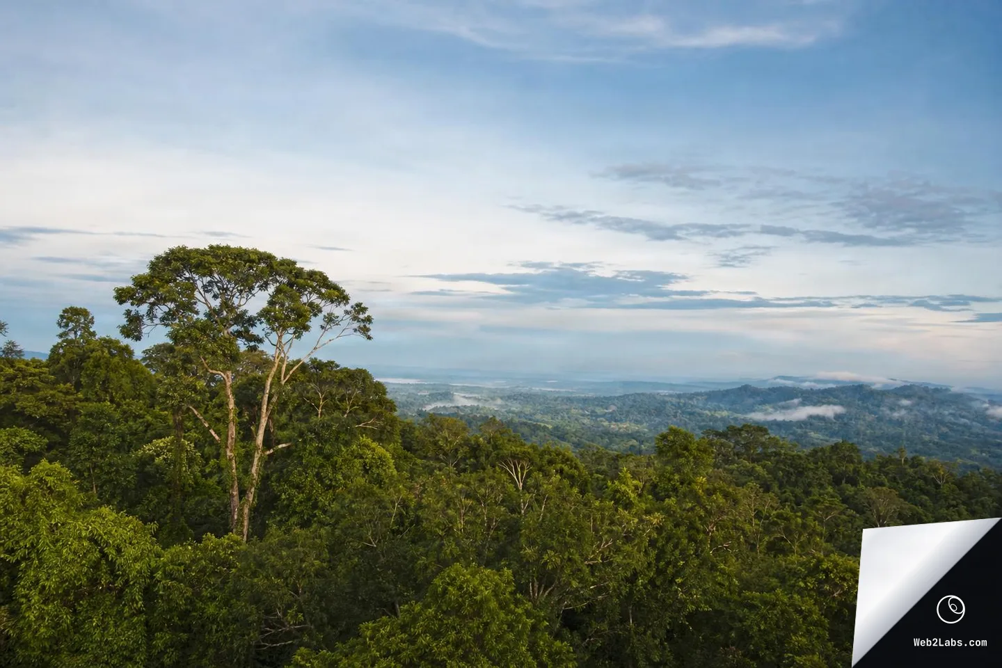 Wide view of tropical rainforest treetops and distant rolling hills under a large pale blue sky with thin clouds and light mist.
