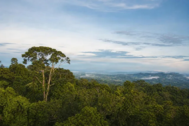 Rainforest Canopy With Open Sky