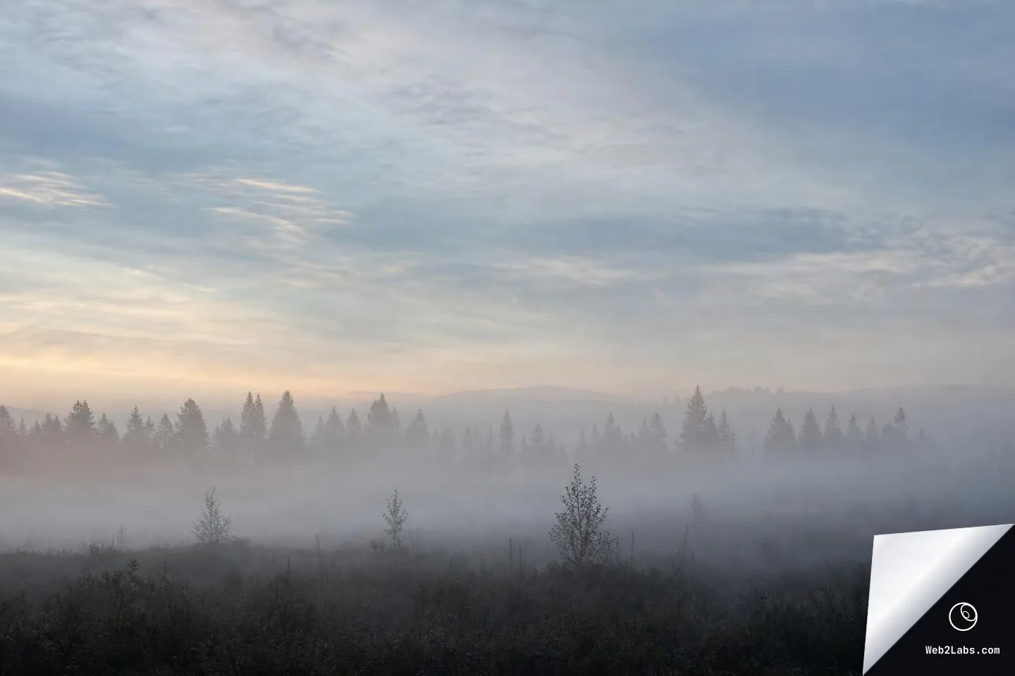 Wide horizontal view of a misty pine forest at sunrise with thick fog over the trees and a large cloudy sky above.