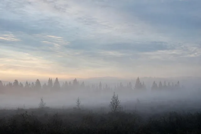 Foggy Sunrise Over Pine Forest