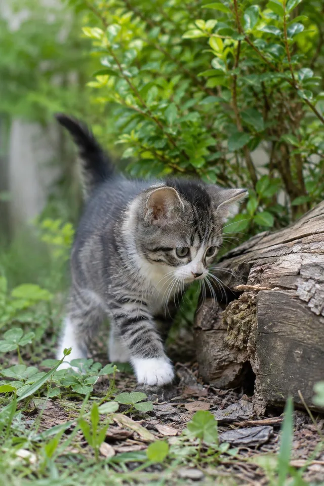 Curious Kitten Exploring Log