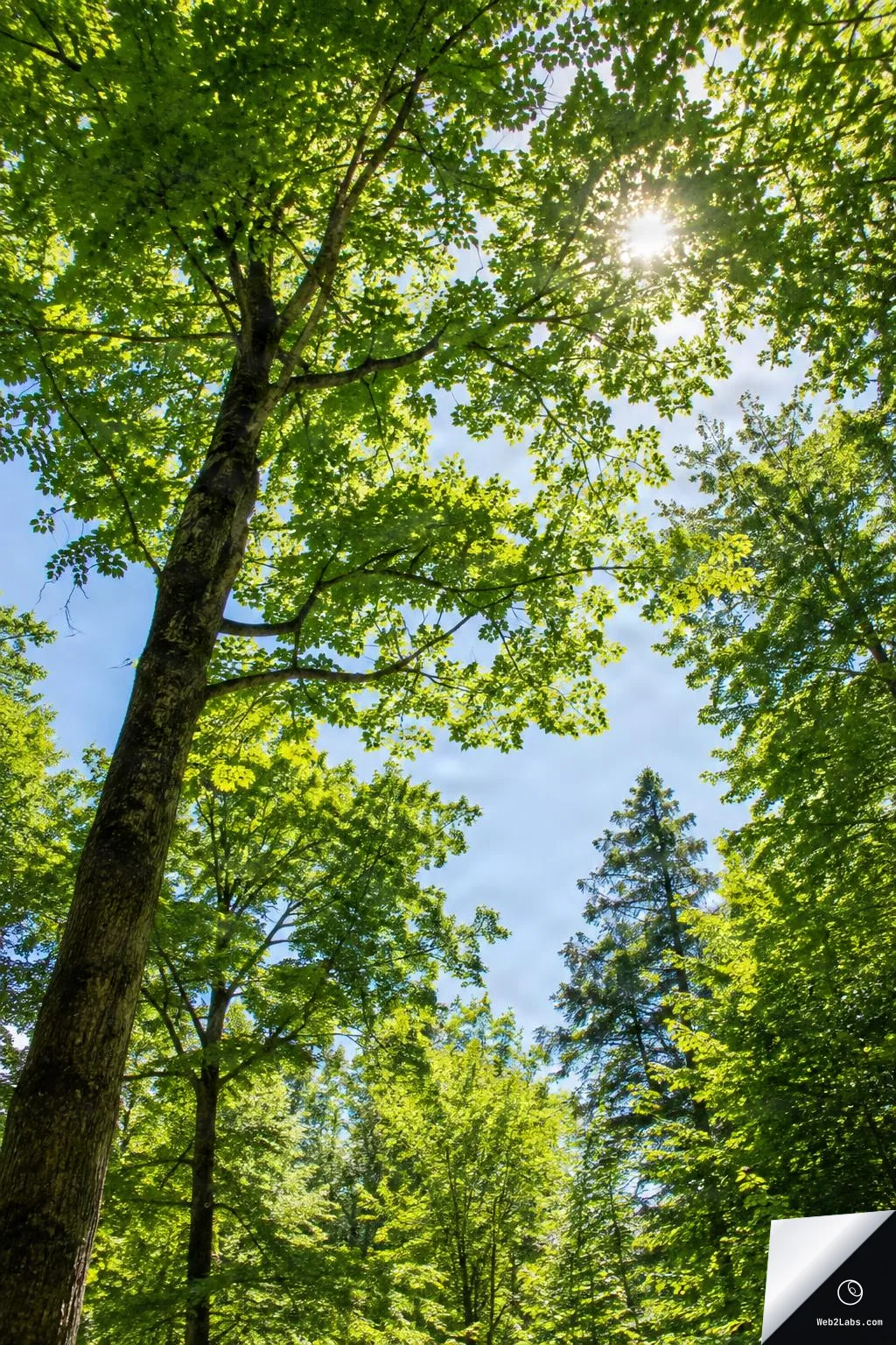 Upward view of tall trees with bright green leaves forming a canopy, sunlight shining through near the top right, and blue sky visible in the center.