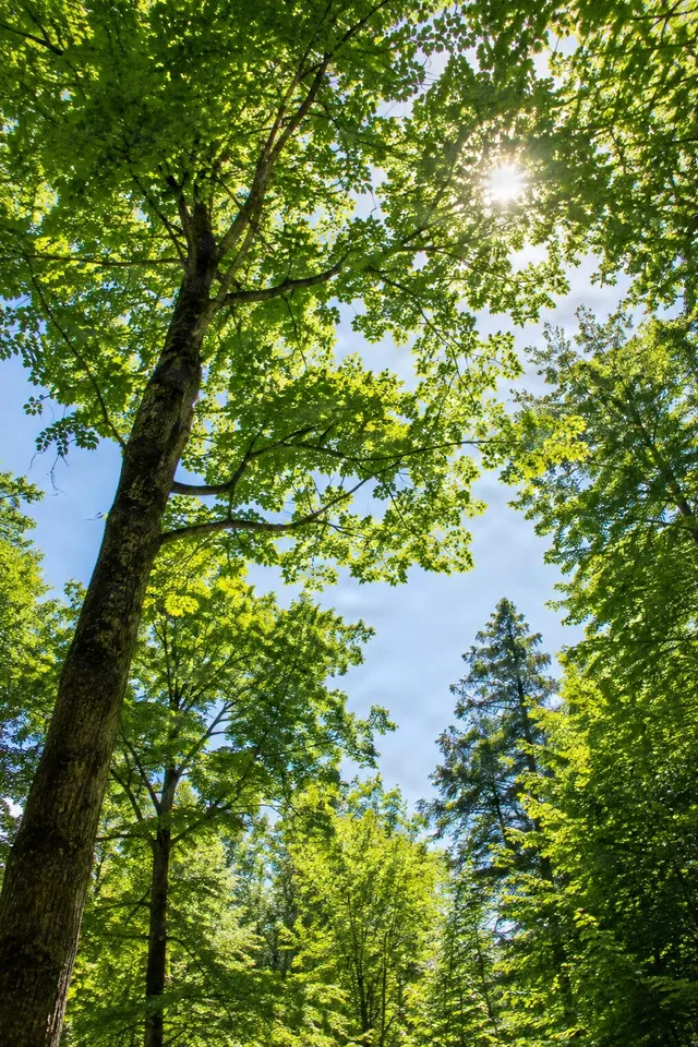 Sunlit Forest Canopy Upward View