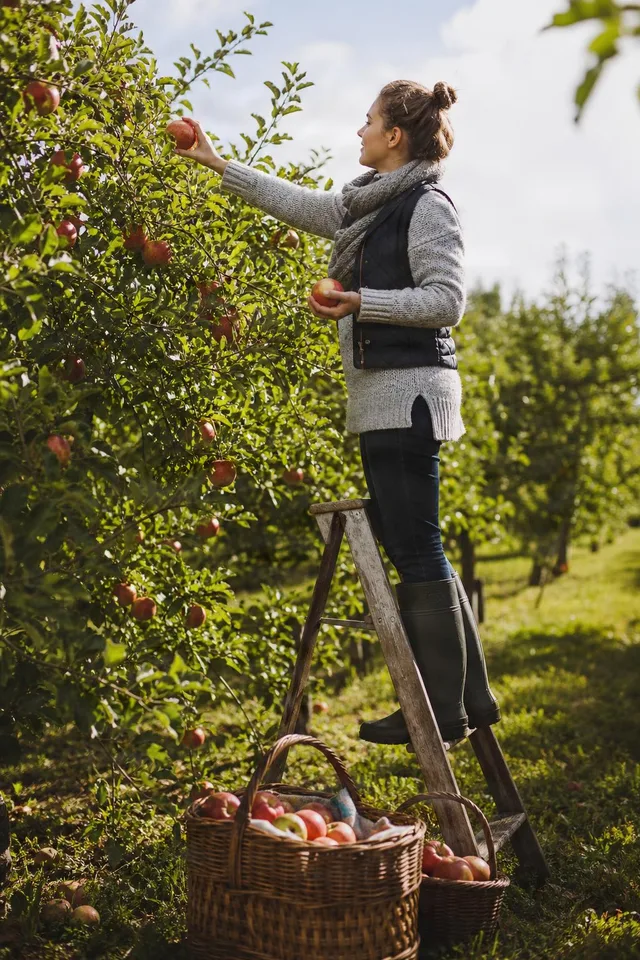 Woman Picking Apples in Orchard