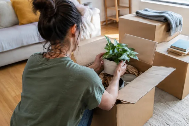 Unpacking Houseplant in New Home