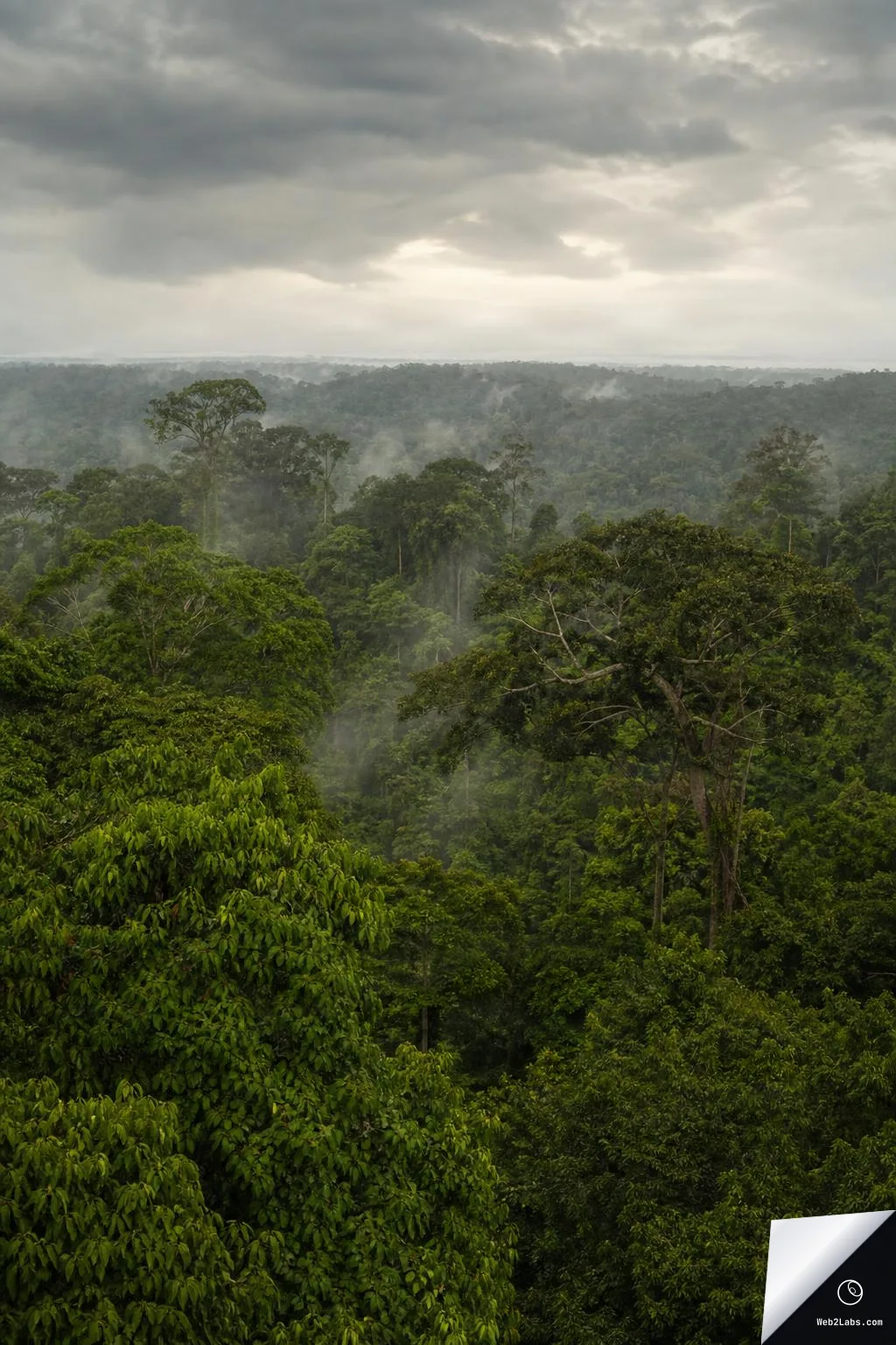 Vertical photo of dense green rainforest canopy with mist drifting between treetops and a cloudy gray sky above, fading into a distant horizon.