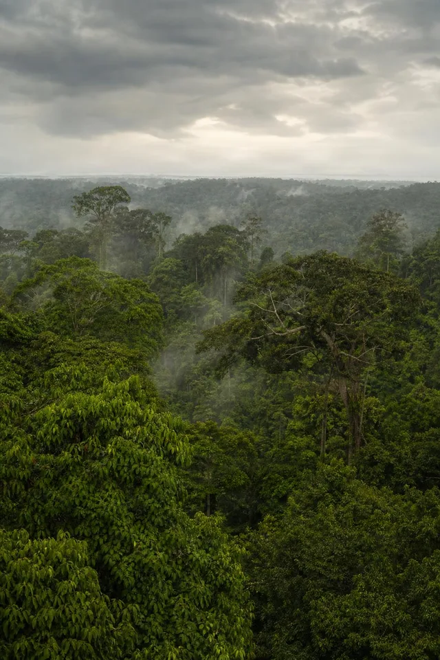 Misty Rainforest Canopy Horizon