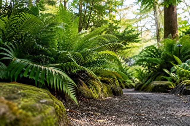 Low-Angle Fern Garden Path