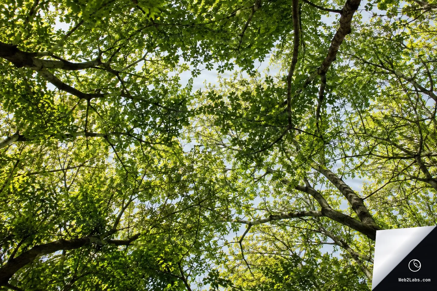Looking up at green tree branches and leaves forming a canopy with sunlight filtering through and small gaps of blue sky.
