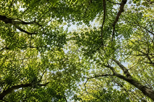 Sunlit Green Tree Canopy
