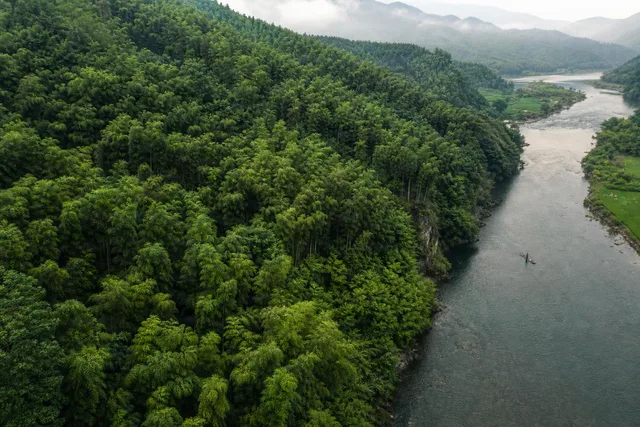 Aerial Bamboo Forest River Valley