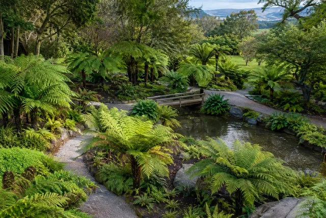 Elevated View of Fern Garden