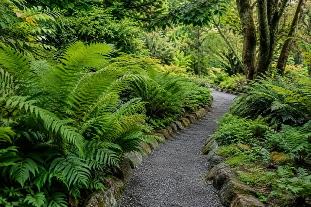 Fern Garden Pathway Leading Line