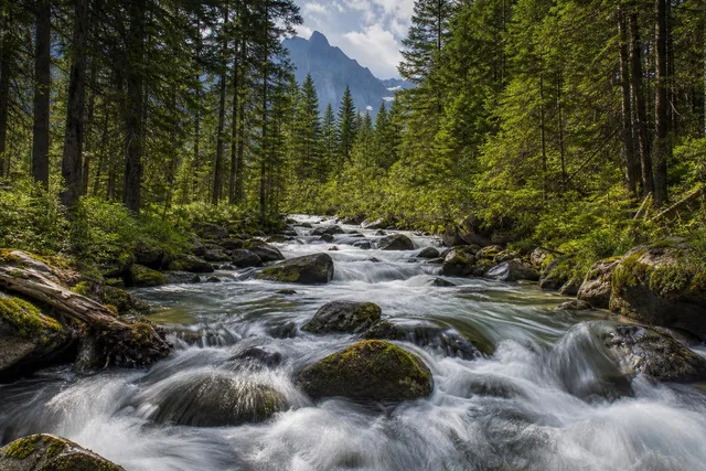 Mountain Forest Stream Rapids