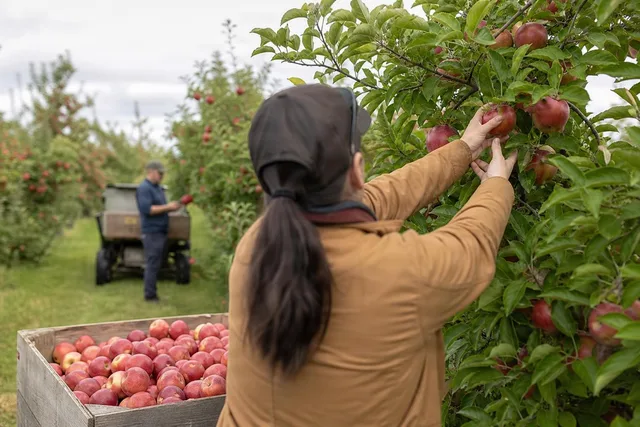 Picking Apples Over the Shoulder