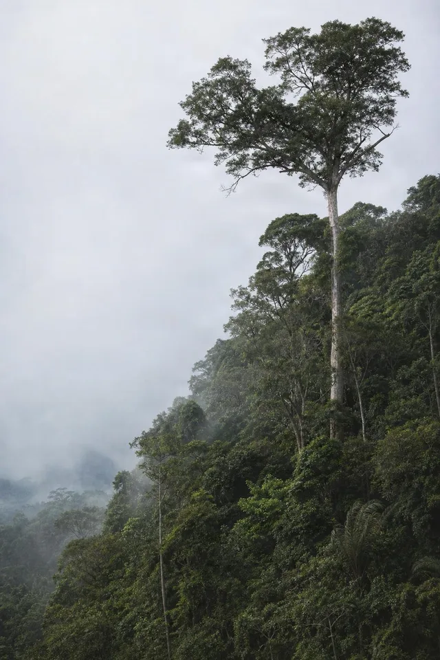 Misty Rainforest Canopy Hillside