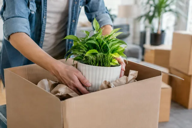 Unpacking a Houseplant Box